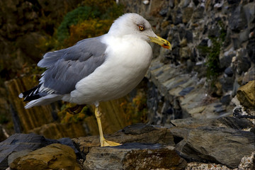 sea gull  rest in the rock
