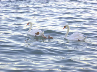 Swan family