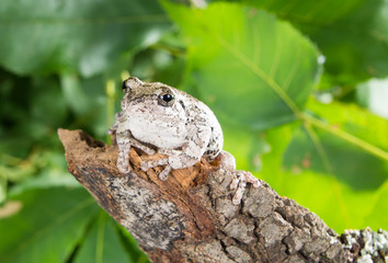 The gray tree frog Hyla chrysoscelis / versicolor on a thick bra