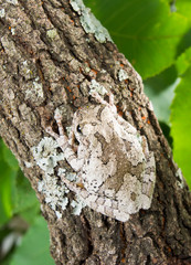 Obraz premium The gray tree frog Hyla chrysoscelis / versicolor on the trunk o