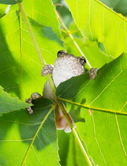The gray tree frog Hyla chrysoscelis / versicolor on the leaves