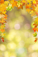 Maple autumn foliage, on natural background.