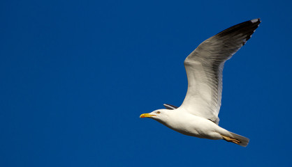 Close-up of a flying seagull in a clear blue sky