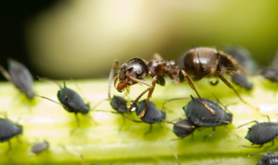 An ant extracting honeydew from aphids © corlaffra