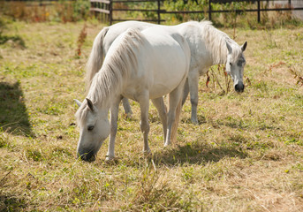 Connemara ponies grazing