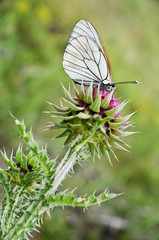 Beautiful Butterfly on Wild Flower
