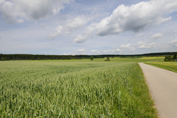 landscape with green soft wheat fields, Vohrenbach, Baden