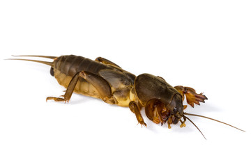 Mole cricket