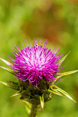 violet thistle flower on poppy field