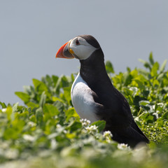 Puffin on grass