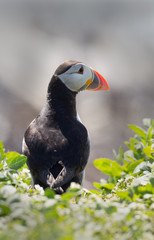 Puffin between with flowers