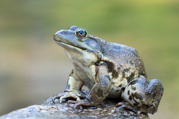 lake frog