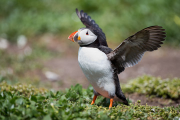 Puffin on grass