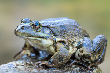 lake frog