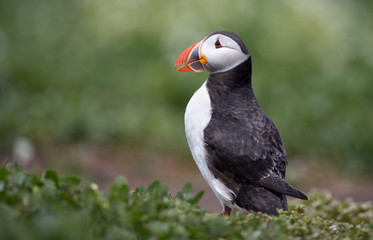 Puffin on grass