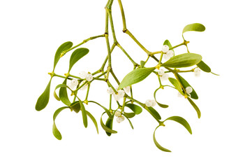mistletoe branch