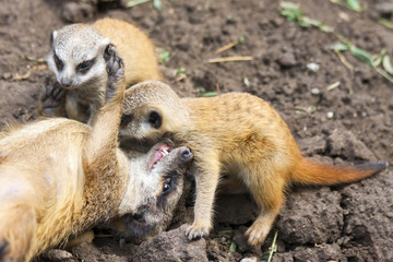 Suricate or meerkat (Suricata suricatta) babies