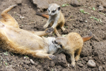 Fototapeta premium Suricate or meerkat (Suricata suricatta) babies