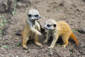 Suricate or meerkat (Suricata suricatta) babies