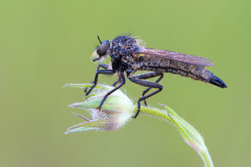 Robber Fly