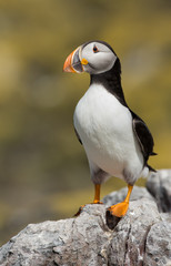 Puffin on a rock