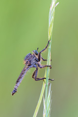 Robber Fly
