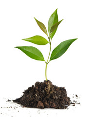 Sapling