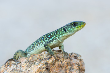 Timon lepidus