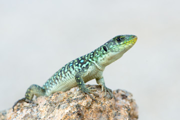 Timon lepidus