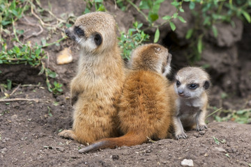 Suricate or meerkat (Suricata suricatta) babies