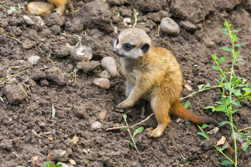 Suricate or meerkat (Suricata suricatta) babies