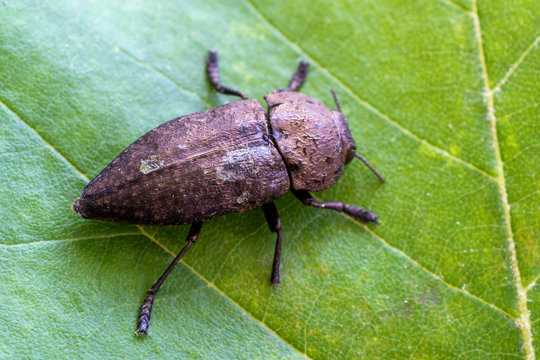 Capnodis tenebricosa