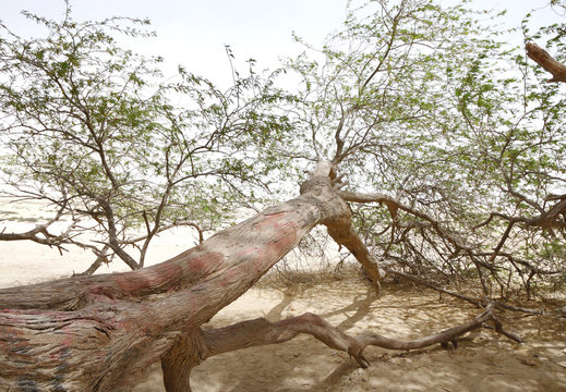 A 400 year-old mesquite tree with think branches  on the ground