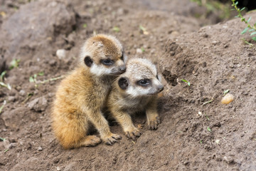 Suricate or meerkat (Suricata suricatta) babies