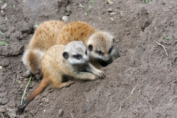 Suricate or meerkat (Suricata suricatta) babies