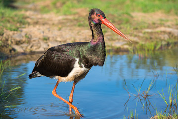 Black Stork - Ciconia nigra