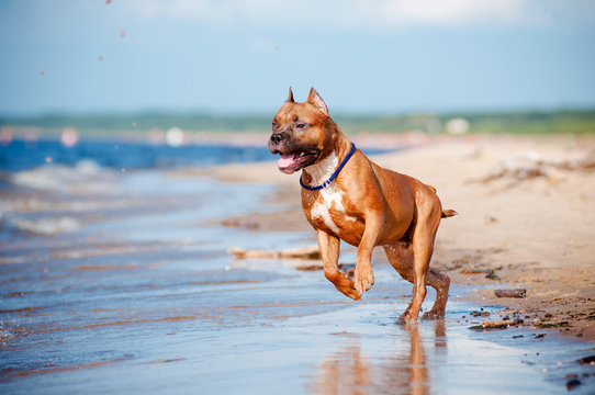 american staffordshire terrier dog running on the beach