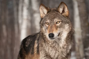 Foto op Plexiglas Wolf Grijze wolf (Canis lupus) kijkt naar links