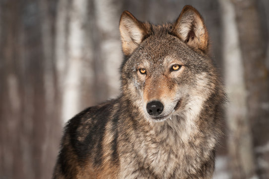 Fototapeta Grey Wolf (Canis lupus) Looks Left
