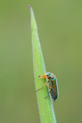 Cerocoma sp