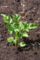 potatoes in the garden