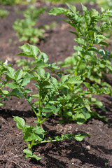 potatoes in the garden