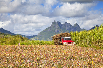 Sugar cane at Mauritiu