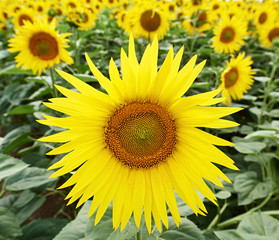 sunflowers at field
