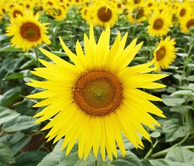 Obraz premium sunflowers at field
