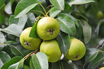 Green pear on the branch of the tree