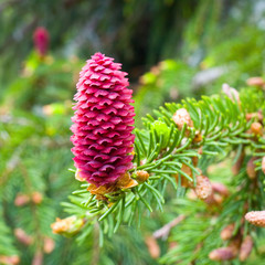 Spruce tree branch with young cones