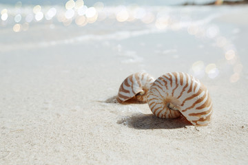 Fototapeta na wymiar Nautilus powłoki na fali niebieskiego morza, płytkie dof