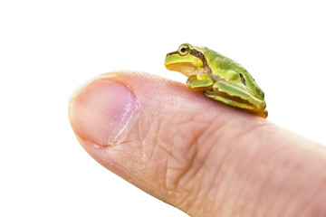 San Antonio Frog (Hyla arborea) on the finger isolated on white