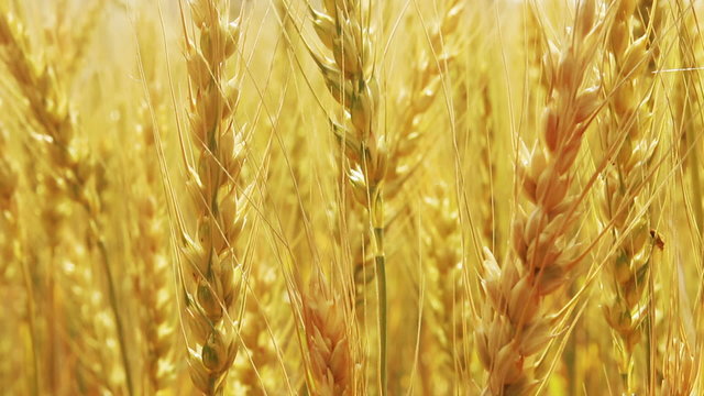 yellow field with ripe wheat close-up